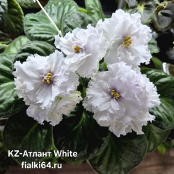 KZ-Атлант white